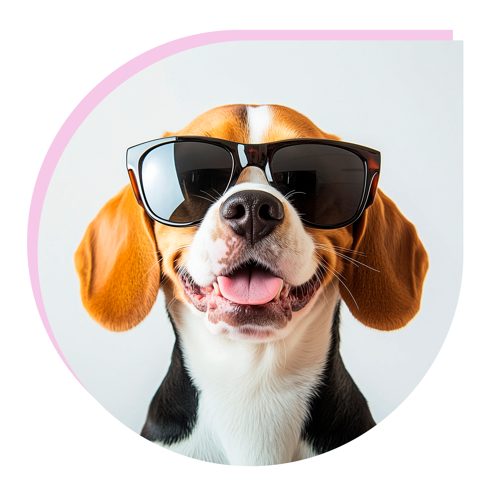 Perro con gafas